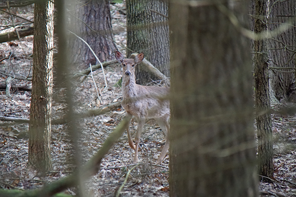 A white-tailed deer shedding its winter coat.