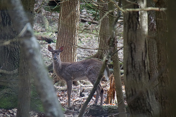 A white-tailed deer shedding its winter coat.