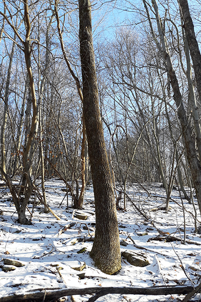 Ash tree. A pole-sized ash tree that the author hunted in several times.