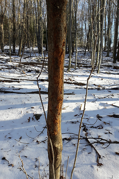buck rub. A buck rub photographed in mid-winter.