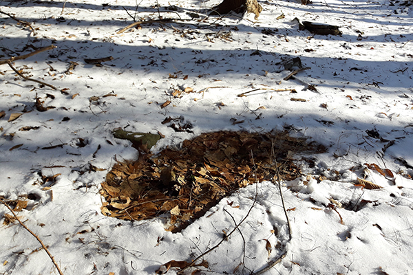 A deer bed. Deer beds are easy to find in the snow. In this case, the thin layer of snow was melted by the warmth of a bedded deer, revealing red oak and beech leaves on the forest floor.