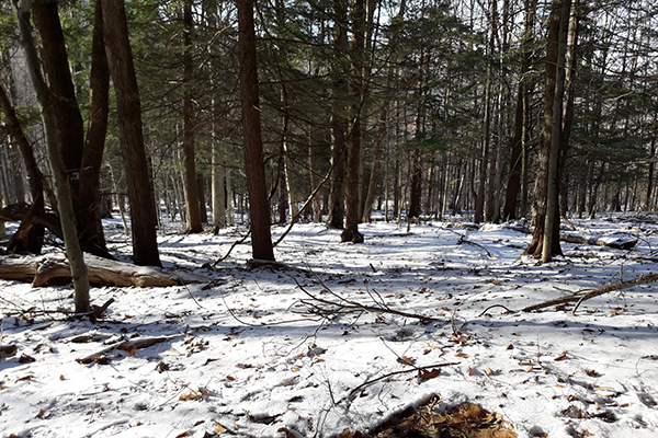 The deer’s vantage point. The deer’s vantage point. The woods are quite open. The trees are predominantly hemlock and red oak in this spot.