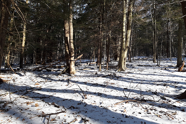 Deer’s backside cover. Photograph showing the ground cover at the deer’s back. It’s not as thick as you might expect, but apparently the deer felt safe here.