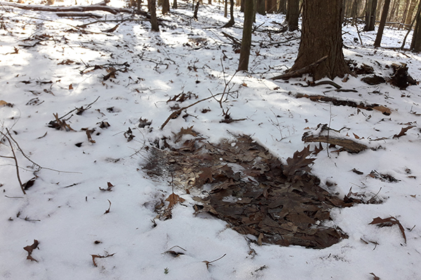 Another deer bed. Another deer bed. There were 5 grouped together here.