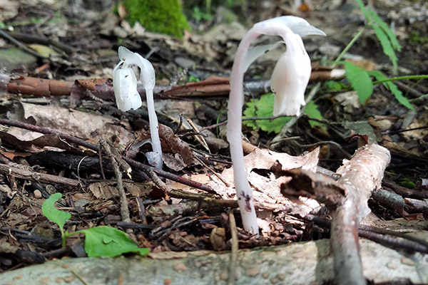 Clump of ripe, straightened ghost flowers A clump of ripe, straightened ghost flowers. The heads have a scorched appearance.