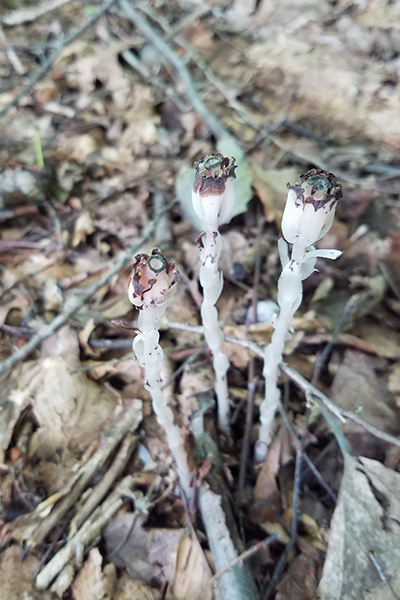 Brown, barren, bleak ghost flowers. A clump of brown, barren, and bleak ghost flowers.