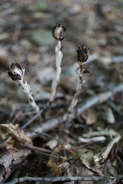 A clump of brown, barren, and bleak ghost flowers.