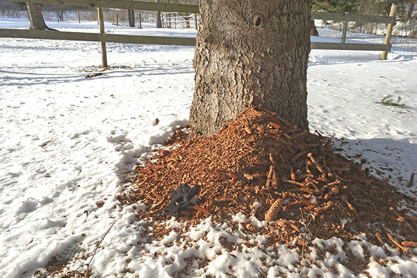 A heap of pine cones, most of which are stripped of their seeds, at the base of a large evergreen tree. 