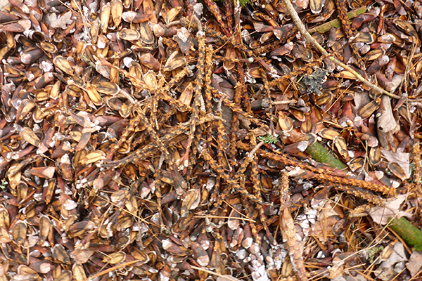 Pine cone scales and center stalks litter the ground in a pine woods.