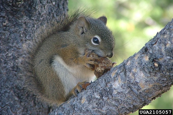 A red squirrel sits on a pine tree branch munching on a pine cone.