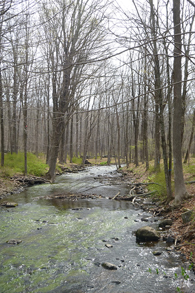 Small streams feed into the Cross River, which flows through Ward Pound Ridge Reservation in Northern Westchester County, New York. This is an early spring photo. The trees are bare. The first sign of spring is unfortunately the green of Japanese barberry.