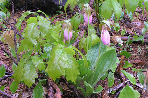 Pink Lady’s Slipper orchid, drenched from rainfall, and growing amongst various tree seedlings and ephemeral plants.
