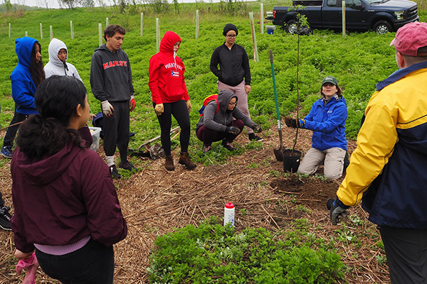 Plant a potted tree.