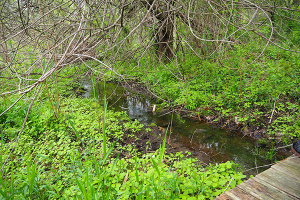 A look inside the stream buffer at Hilltop Hanover Farm. Jewelweed covers the ground and the one tree in frame is covered with vines.