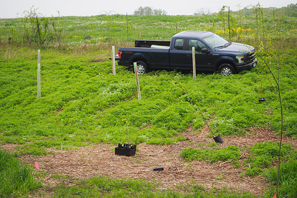 A blue F150 pick-up with an 8-foot bed is parked above riparian planting area. The fenced farm field is shown in the background. Tubed and staked tree seedlings mark the current extent of the planting area. The new tree seedlings to be planted are sitting on the ground in a black plastic tray. Some potted trees are set out at their planting locations.