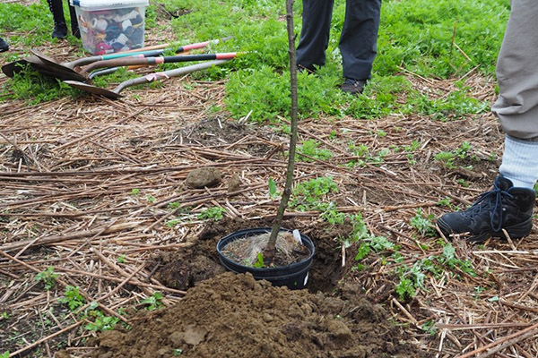 Hole depth and width. A potted tree (still in its pot) placed in a hole dug as deep as the pot and a little wider. A pile of soft, moist soil lies next to the hole.