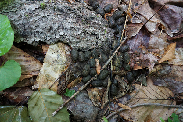 These pellets are deer poop.