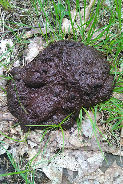 A large pile of bear poop resembling brownie batter.