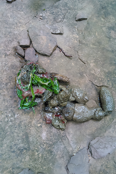 Slimey, clayey coyote poop with grass. Perhaps it ate something that didn’t agree with it.