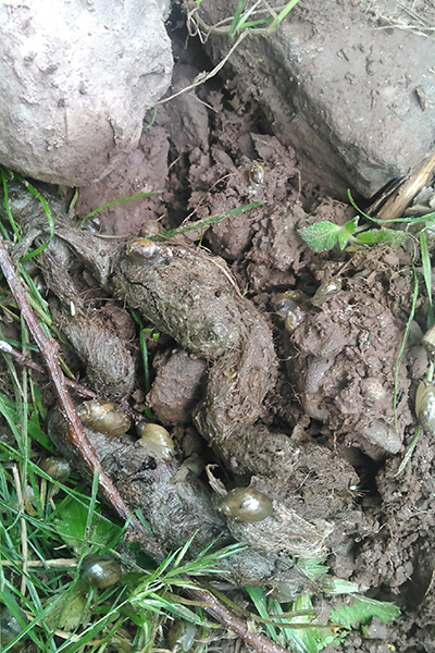 Coyote poop with hair, covered by snails.