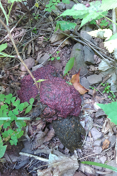 A purple pile of bear poop with lots of raspberries and seeds.