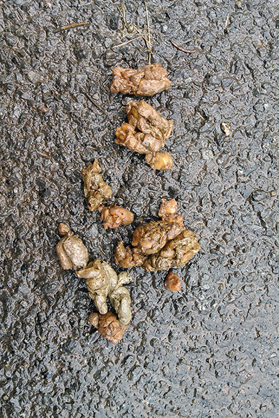 Nutty squirrel poop.