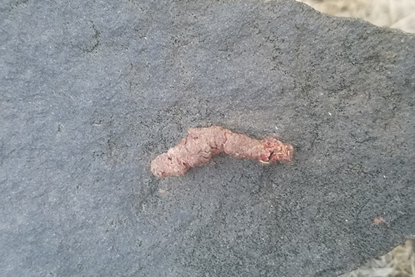 A close-up of toad poop. It looks like a misshapen underdone sausage.