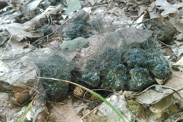 Mystery poop with hairy fungus. 