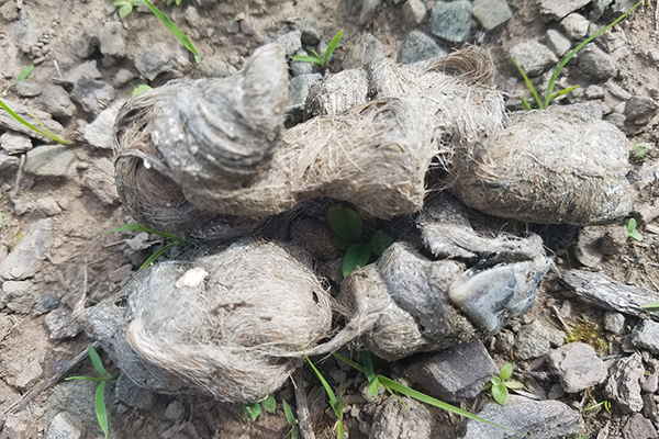 Coyote poop with hair and a hoof.