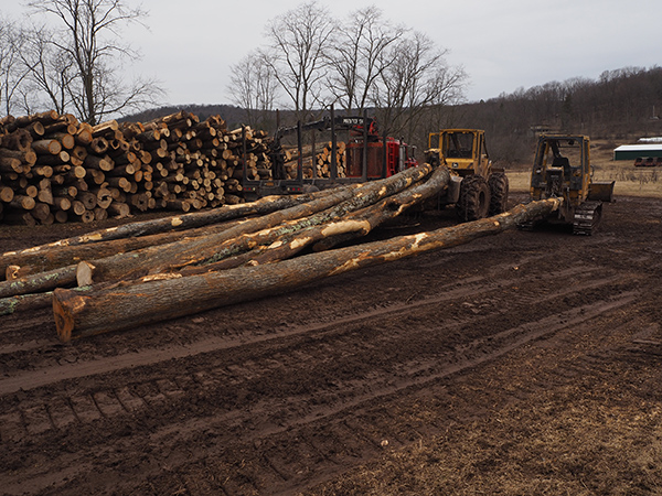A bulldozer and cable skidder parked up at the landing, each with a hitch of logs. Beside them is a tri-axle log truck and large stacks of firewood and sawlogs.