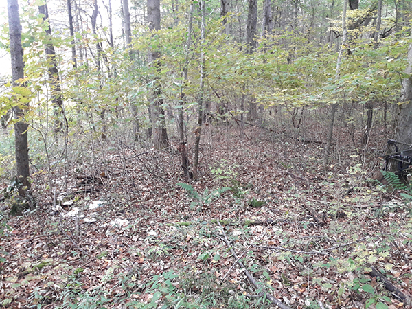 Ring of mushrooms. Description: A large, symmetrical ring of mushrooms in the woods in early fall. The ring is about 30 feet in diameter.
