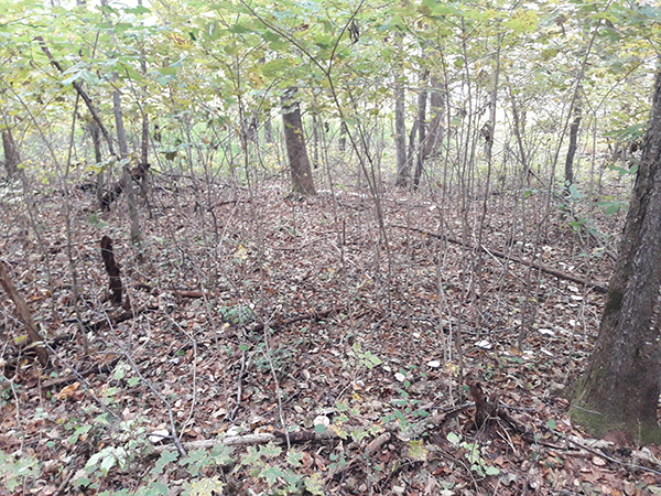 Ring of mushrooms. Another look at the large ring of mushrooms on the forest floor.