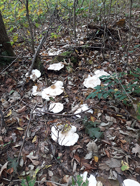 Mushrooms up close. A closer look at the mushrooms, which look like white flower petals against the brown and green of the forest floor.