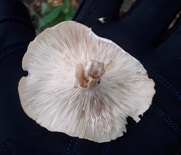 Mushroom underside. The underside of this mushroom is white and it has gills. This one fits nicely in my palm.