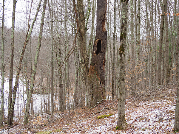 A large cherry snag with a cavity that is likely used by wildlife. 