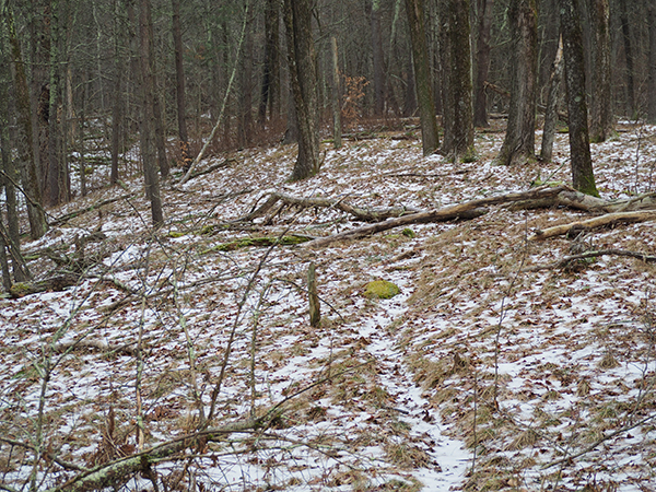 A well-worn deer trail that runs parallel to a forested stream. 