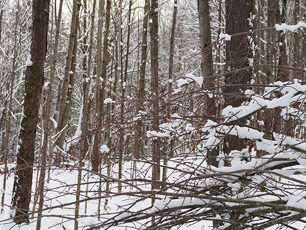 The top of a fallen maple tree showing signs of deer browse and many buds left to be eaten. The woods looks like a winter wonderland with all of the snow.