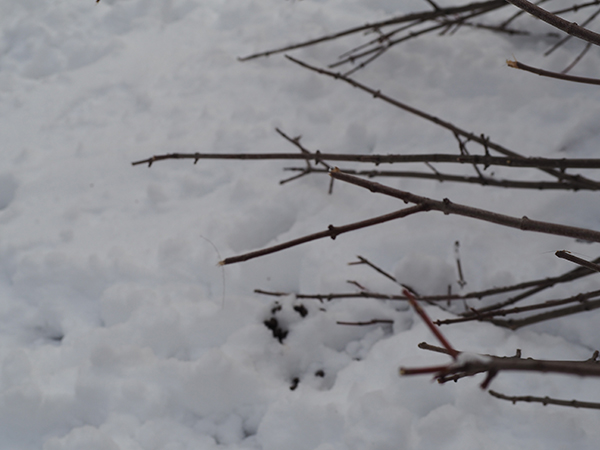  A close-up of browsed tree branches. Fresh deer pellets and deer hair are visible in the background.