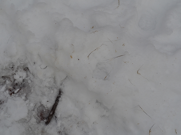 Animal tracks, plus clumps of hair and fat are visible in the snow. Something had a meal nearby.