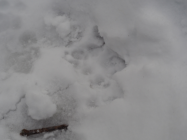 A coyote track in the snow. The paw pads and claws are outlined.