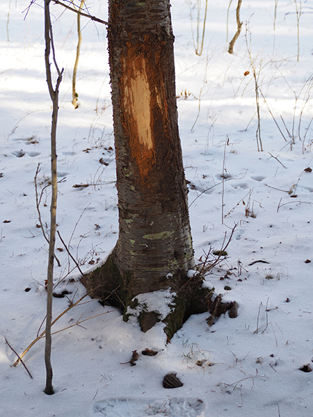A buck rub, low to the ground, on an evergreen tree. This is quite a large rub!