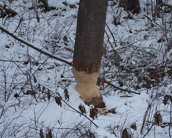 Beavers have chewed all the way around this pole-sized red maple. They don’t have much more gnawing to do before it is felled.