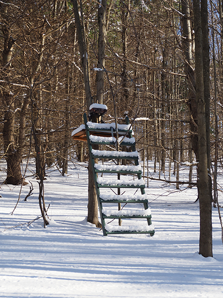 Another example of a permanent treestand installation on NYC DEP land. This one has a wooden step ladder, hang-on seat and wooden platform. The ladder is painted green. Their craftmanship and effort here is quite endearing.
