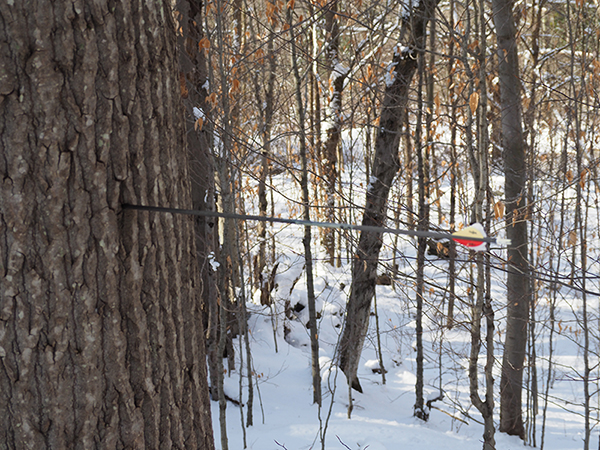 A carbon arrow with white and red vanes is planted firmly into the side of a large tree. Someone missed a deer here.