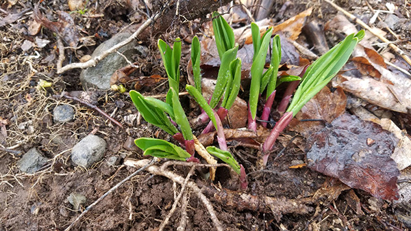 Leeks coming through leaf litter in late March Leeks coming through leaf litter in late March.