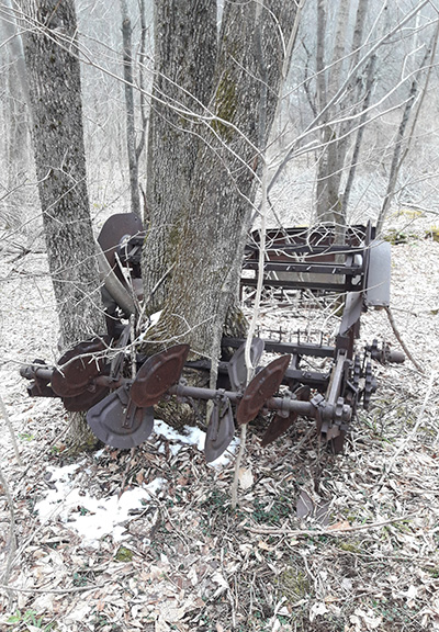 Ash tree growing through abandoned farm implement.