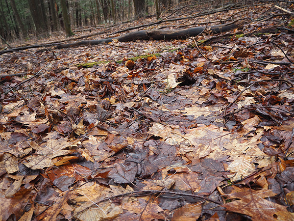 A deed bedded here. There is a faint outline of a bedded deer pressed into the wet leaves, as well as some white belly hairs.