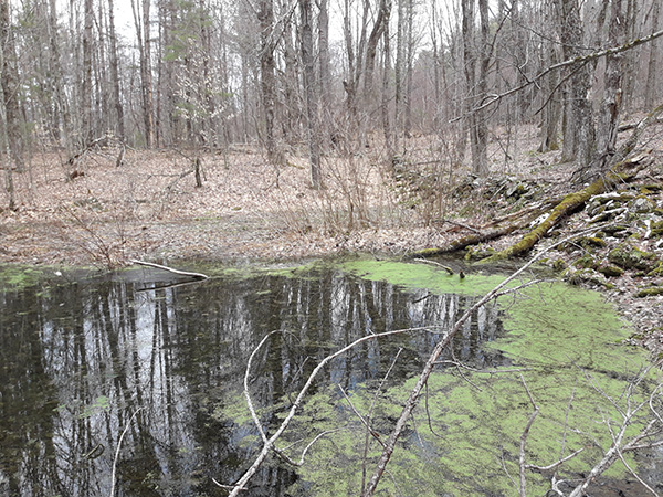 Vernal pool A dark-green, algae-filled forested wetland called a vernal pool. Vernal pools usually contain water for only part of the year.