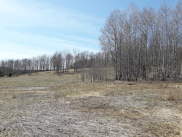 Abandoned farm field transitioning to forest cover. An abandoned agricultural field on a clear morning in early spring. Last year’s vegetation was flattened by winter snow. A dense group of aspen saplings grows at the corner of a square patch of mature aspen.
