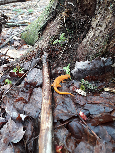 A red eft A young Eastern Red-Spotted newt, called a red eft, photographed at the base of a tree surrounded by woody debris, brown wet leaves, and small green ferns.